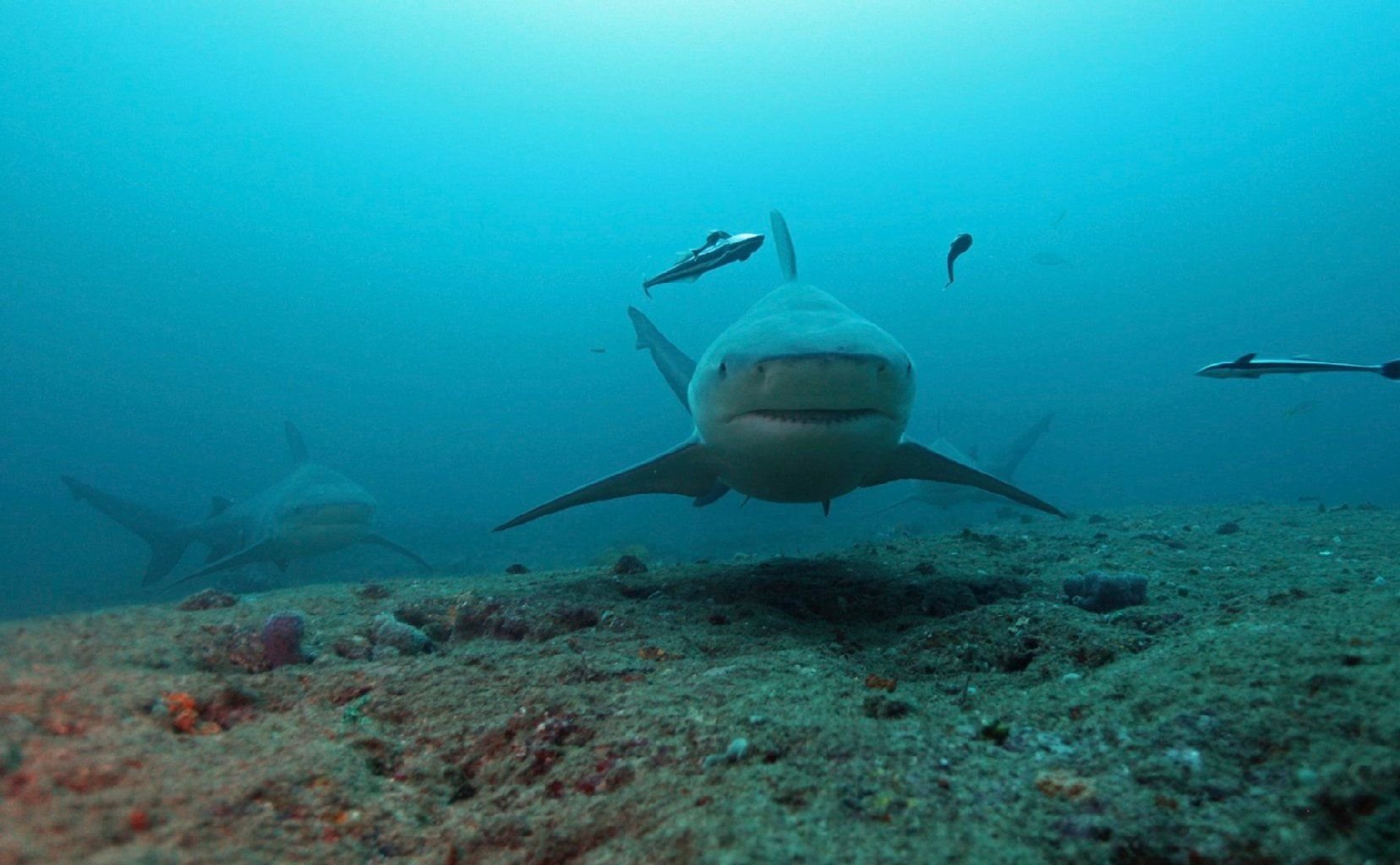 Hai-Angriff an der Ostküste Australiens.