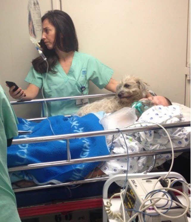 Ein spektakulärer Fall hat neue Diskussionen angestoßen: In einem Krankenhausbett im Ichilov-Klinikum von Tel Aviv liegt die Mischlingshündin neben ihrem schwerkranken Herrchen.