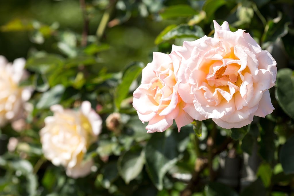 Mehltau frühzeitig vorbeugen: Es muss nicht immer die Chemiekeule sein, damit Rosen in voller Pracht erblühen.