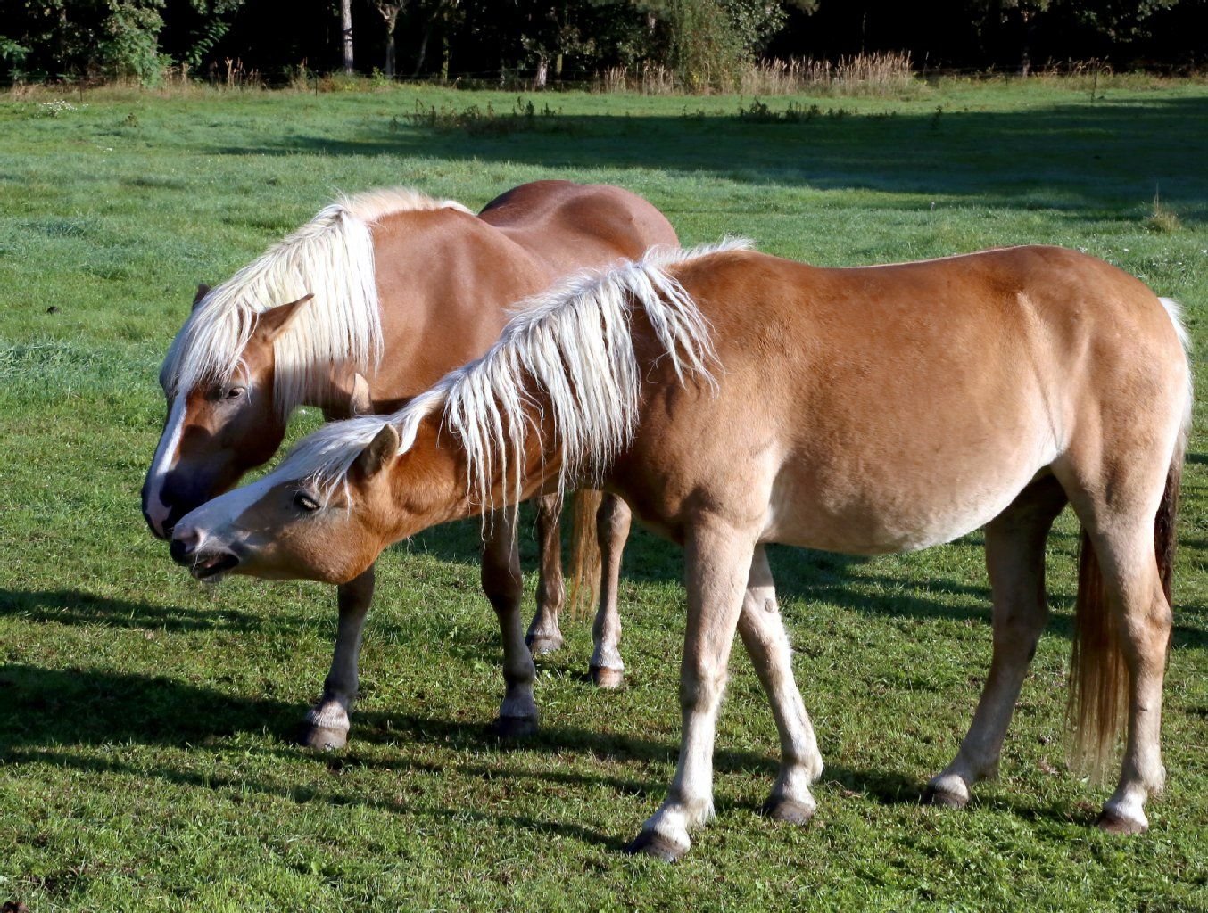 Haflinger-Pferde auf einer Weide. Elf Tiere starben in Thüringen an einer Vergiftung.