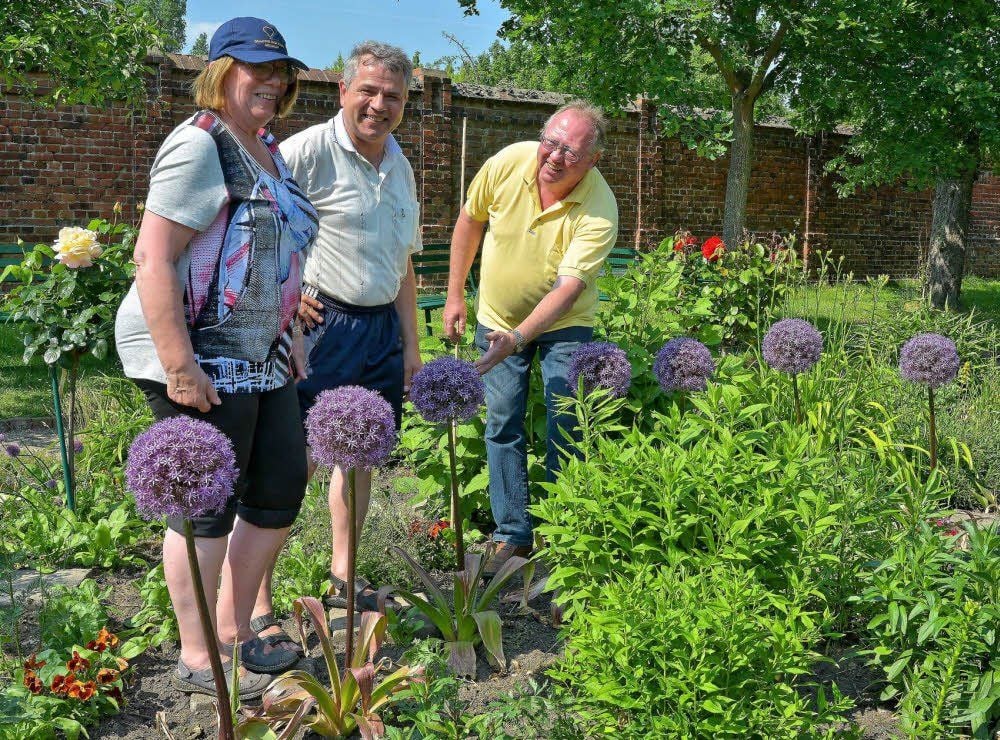 Das Allium in Nachbarschaft von Rosen und Pfingstrosen begeistert die Besucher im Garten des Leopolddankstiftes in der Turmstraße, wo Verwalter Michael Pohlandt (r.) zahlreiche Besucher begrüßen kann.