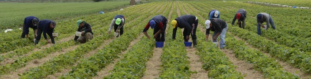 Die Erdbeerfelder der Regiofarmers tragen dieser Tage erste Früchte.