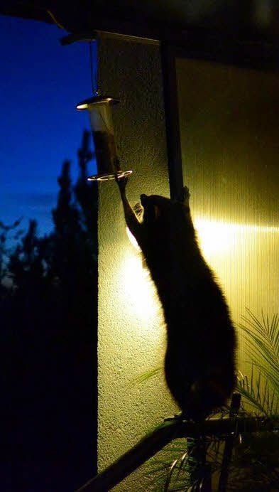 Weit oben hängt das Vogelfutter!