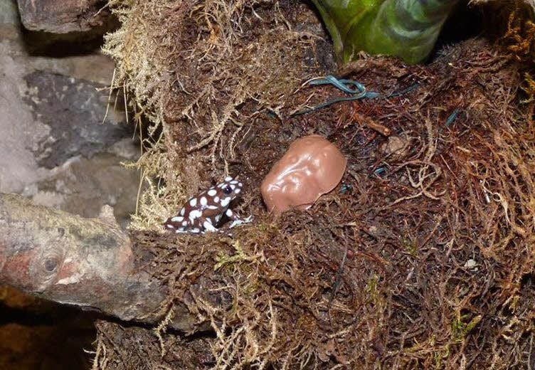 Achtung! Giftig! Ein Schokoladenfrosch - hier im Größenvergleich zu seinem essbaren Ebenbild. Der hallesche Bergzoo ist derzeit sehr erfolgreich bei der Nachzucht der zwar giftigen, aber bedrohten Tierart.
