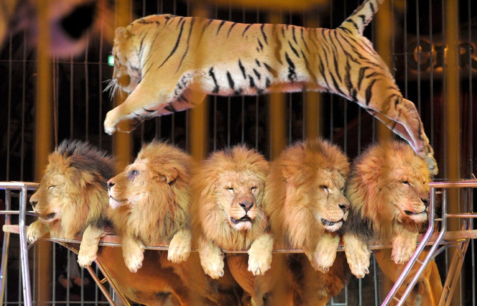 Ein Tiger springt während einer Zirkusvorstellung über eine Gruppe Löwen.