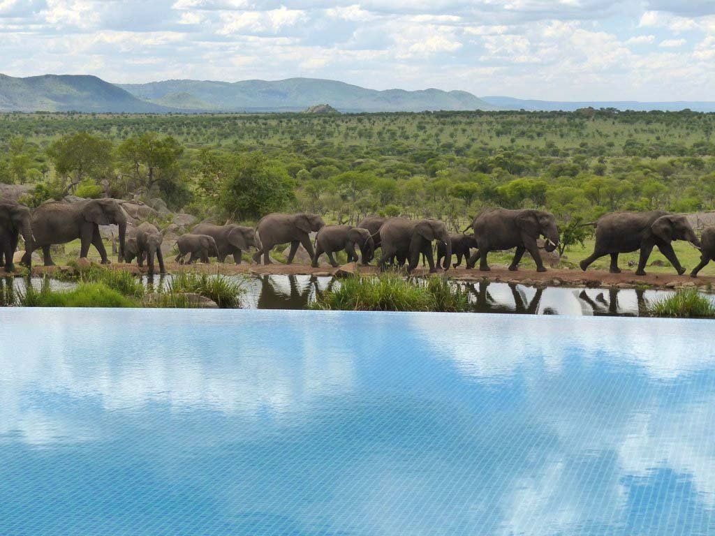 Vom Hotelpool aus Elefanten beobachten: Four Seasons Safari Lodge Serengeti in Tansania.