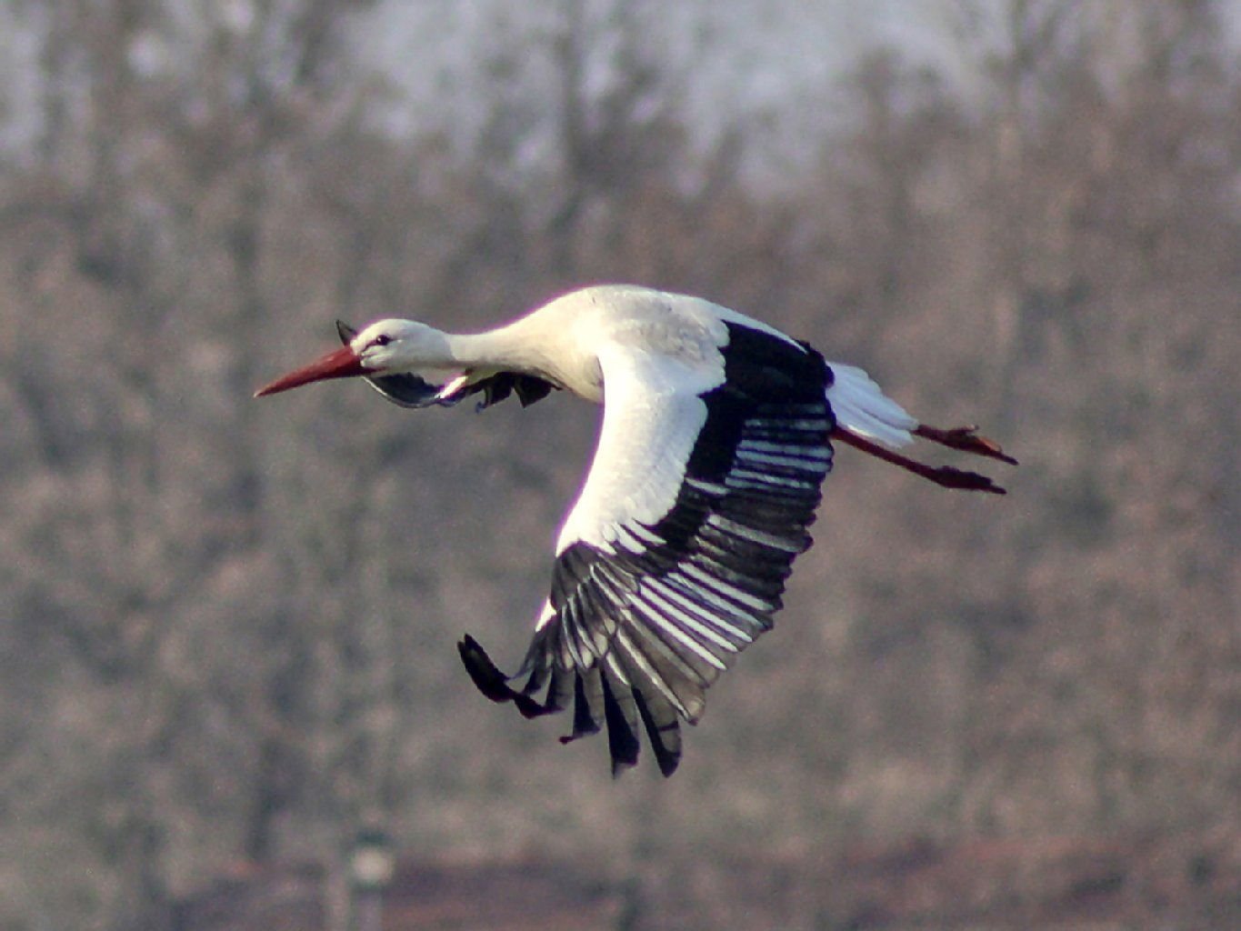 Diese Bilder vom Storch in der Nähe von Elsteraue kommen von Sylvia Mende.