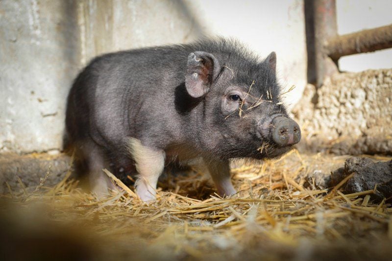 Der Tierpark Köthen hat einen neuen Bewohner: ein Mikroschweinchen.