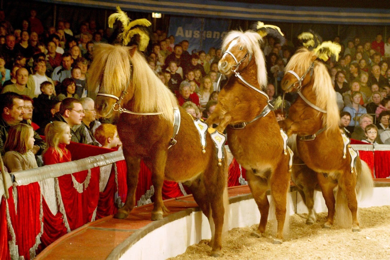 Eine Pferdedressur von Zirkus Probst am 12.03.2004 in Aschersleben.