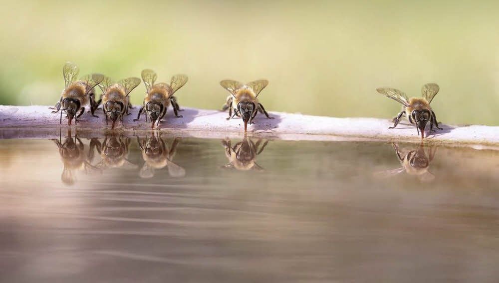 „Durstig“ heißt das Siegerbild von Sabine Kalweit aus Rudolstadt. Sie hat die Bienen als Wasserholerinnen fotografiert.
