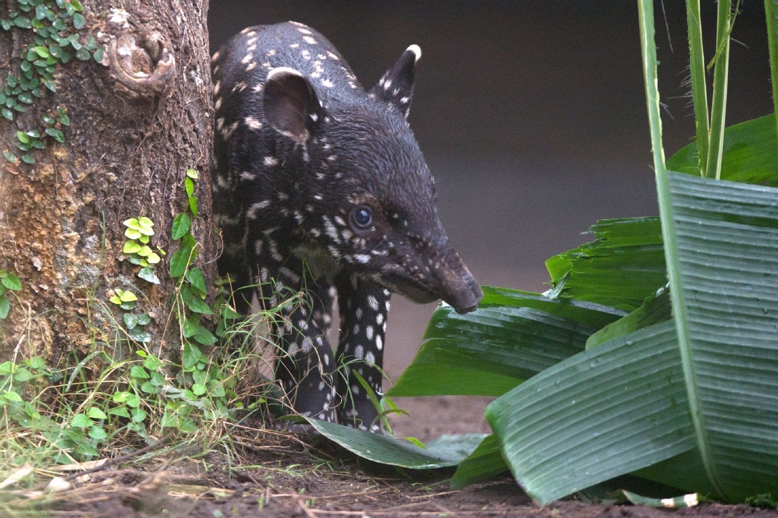 Ein neugeborenes Schabrackentapir Jungtier steht in Leipzig im Zoo in seinem Gehege.