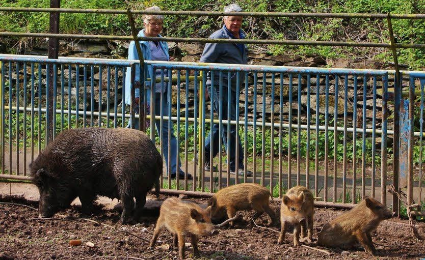 Das Wildschweingehege im Tierpark.