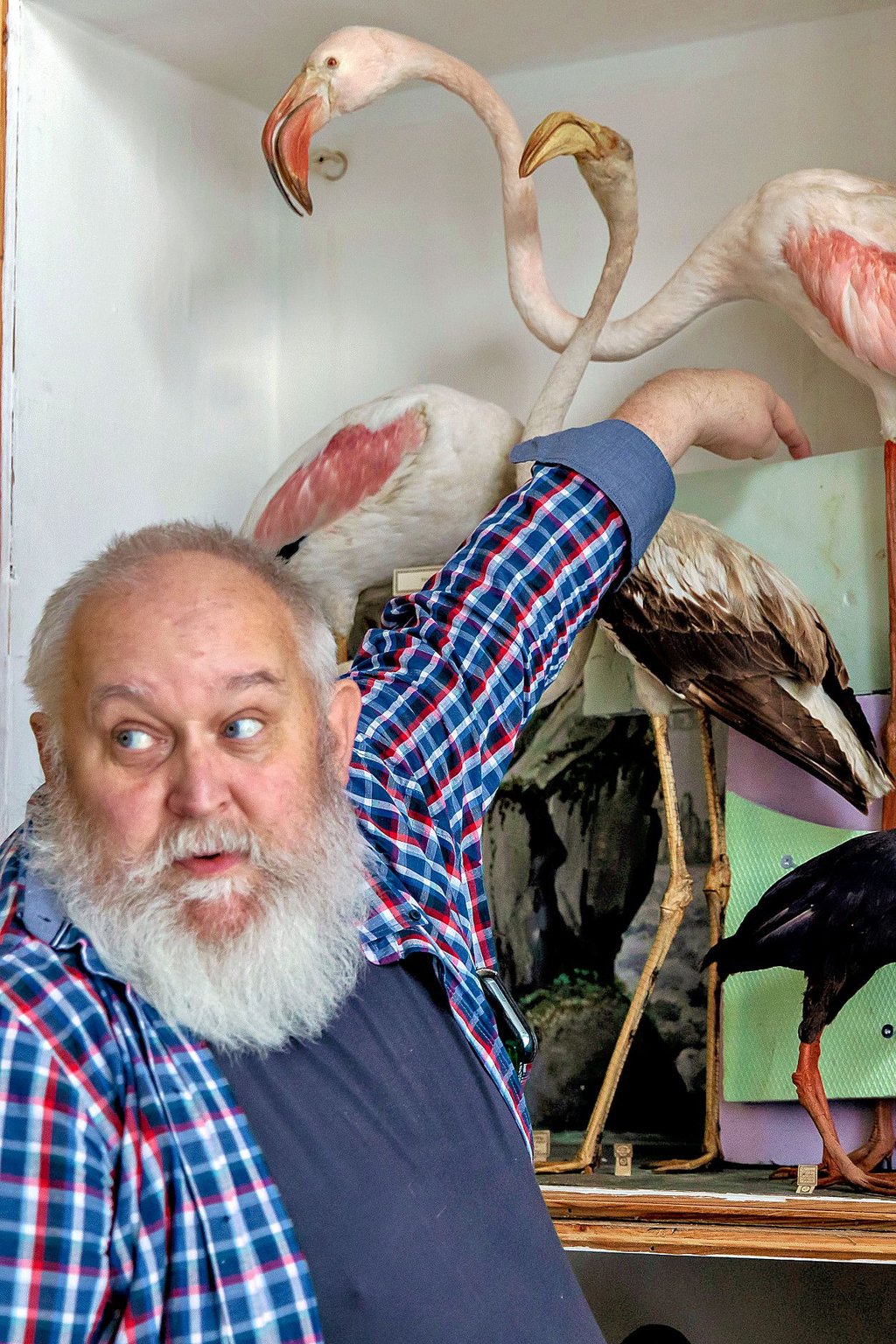Beim Flamingo ist Vorsicht geboten. Tierpräparator Dirk Grundler hat das Exponat im Vorfeld für den Transport gesichert.