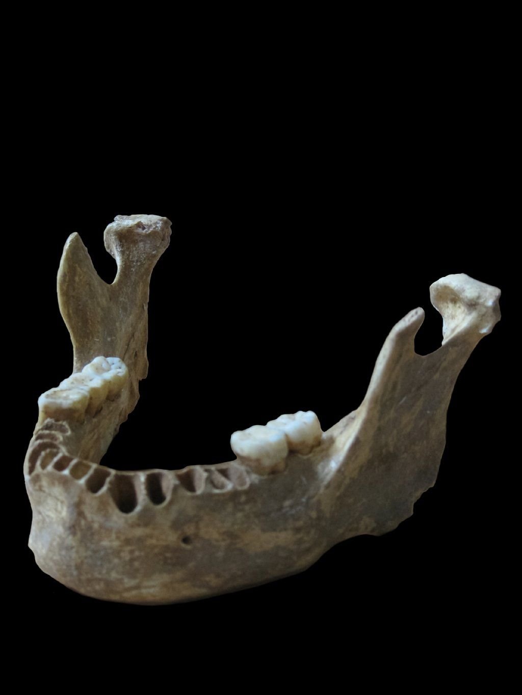 Der Kieferknochen eines Mannes, dessen DNA zu sechs bis neun Prozent vom Neandertaler abstammen.