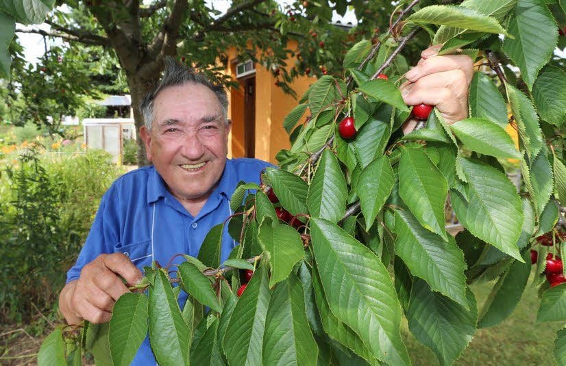 Paul Winter freut sich schon auf die bevorstehende Kirschenernte.
