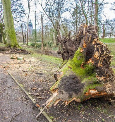 Ein Baum liegt, der andere fällt jetzt.