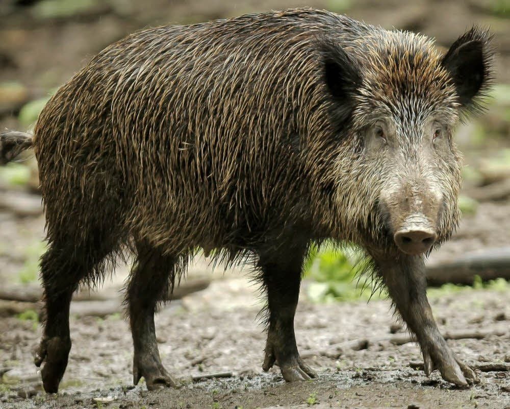 Das Wildschwein, sagt Jäger Stefan Krause, ist das intelligenteste Wildtier hierzulande.