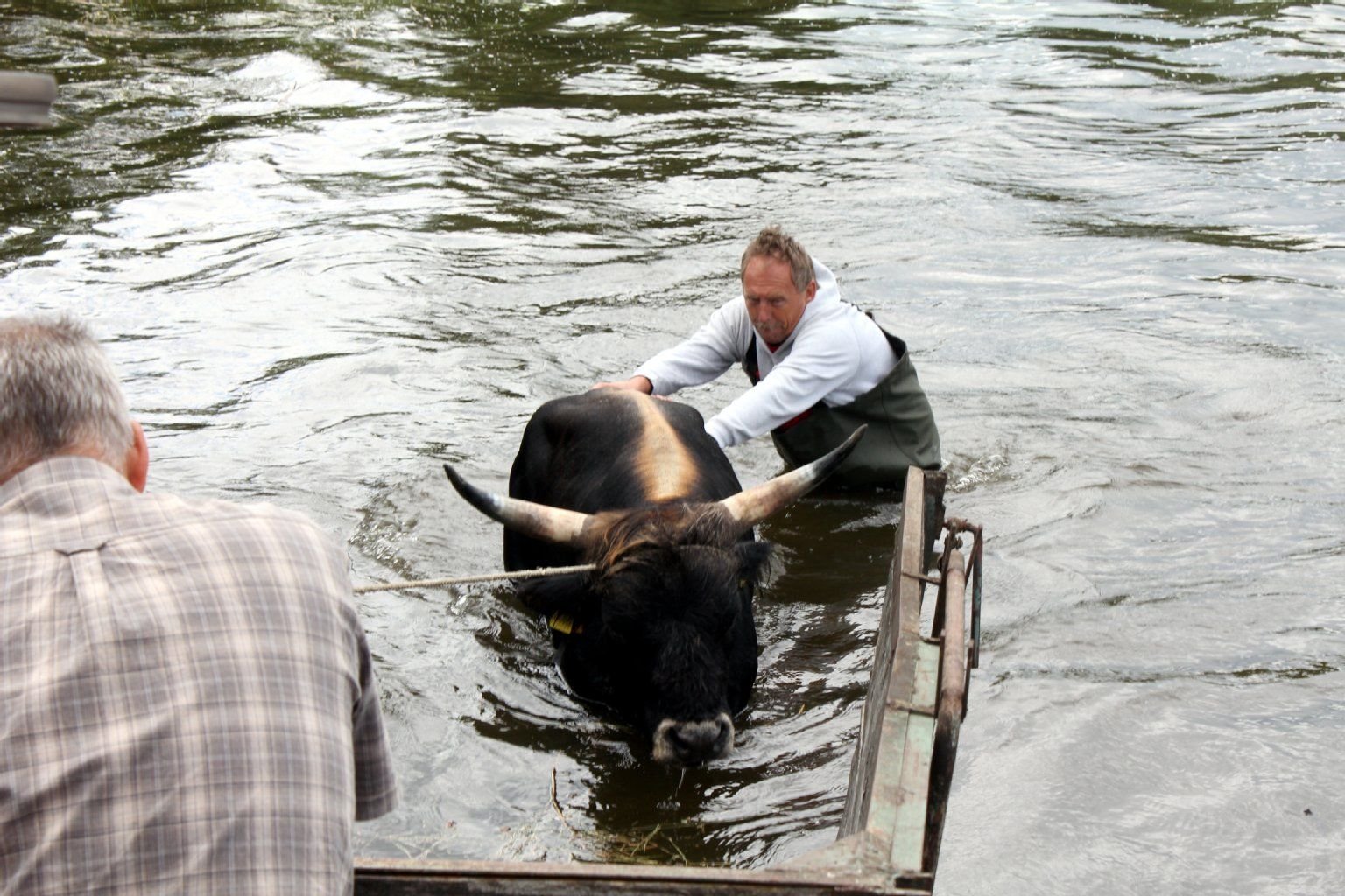 Hochwasser 2013: Eine Herde der Heckrinder im Wulfener Bruch musste dramatisch aus den Fluten gerettet werden. Helfer von der DLRG sowie Anwohner hievten die geschwächten Tiere auf einen Viehhänger.