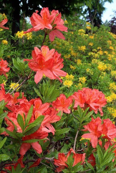 Detlef Schulze erläutert sein Frau-Holle-Fenster.