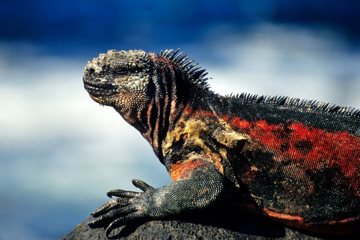 Meerechsen kommen nur auf den Galápagos-Inseln vor. Ihr Lebensraum sind die felsigen Küsten und Mangrovenwälder.