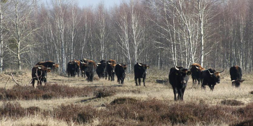 Gut genährt streifen die Heckrinder durch die Oranienbaumer Heide und genießen die ersten wärmenden Sonnenstrahlen.