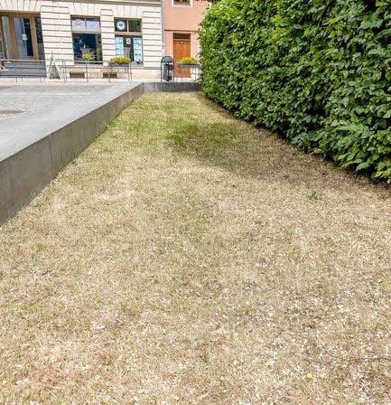 Braune Wiese - es sieht aus wie im Hochsommer.