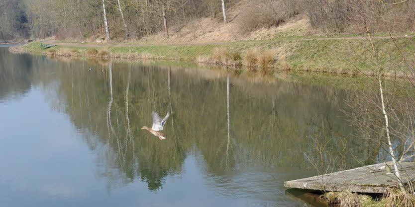 Soll attraktiver für Besucher werden: der Ölgrundteich.