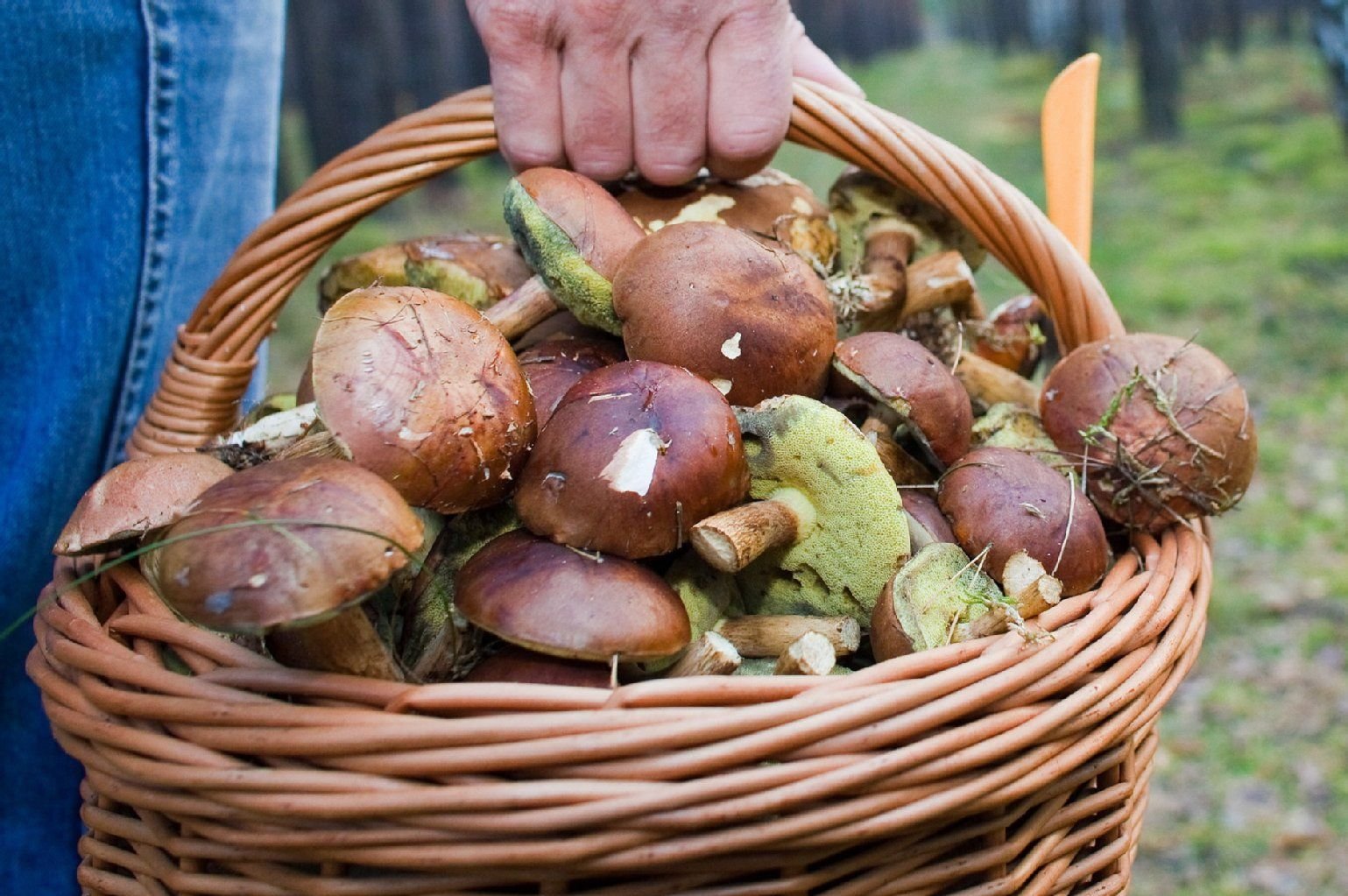 Korb voller Pilze