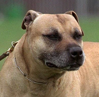 Ein American Staffordshire Terrier.