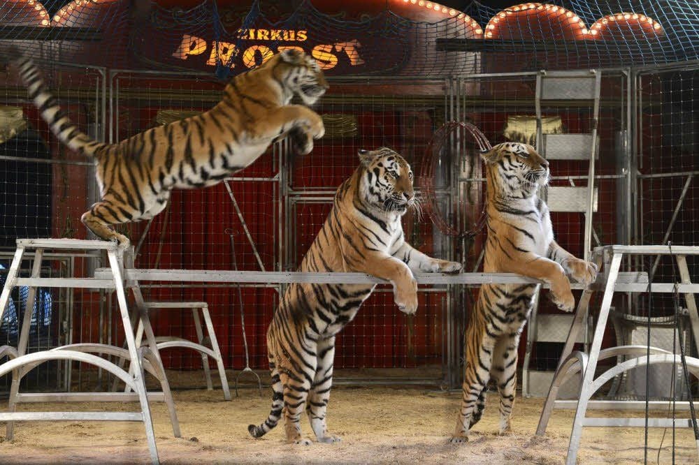 Die Tigerdressur zählt bei Zirkus Probst zu den Höhepunkten der Vorstellungen. Ihre Zukunft ist aber ungewiss.