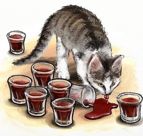 Katze