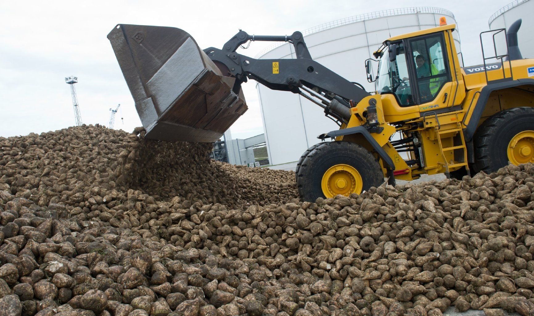 Ein Radlader transportiert auf dem Gelände einer Zuckerfabrik Zuckerrüben zum Verarbeitungsförderband.