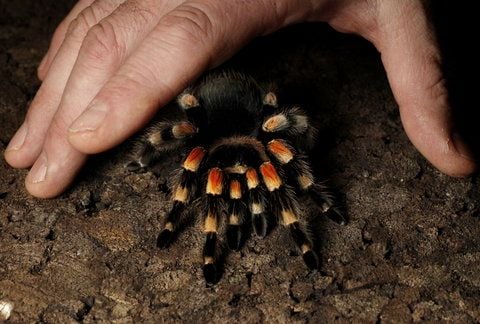 Eine Rotknie-Vogelspinne (Brachypelma smithi). (FOTO: DAPD)