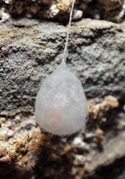 Der Kokon einer Höhlenspinne enthält 200 bis 300 Eier.
