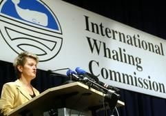 Bundesverbraucherschutzministerin Renate Künast (Grüne) begrüßt zum Auftakt der 55. Tagung der Internationalen Walfang-Kommission (IWC) am Montag (16.06.2003) in Berlin die Tagungsteilnehmer. Vom 16. bis 19. Juni werden sich Walschützer und Walfänger eine weitere Schlacht um das Schicksal der von der Meeressäuger liefern. (Foto: dpa)