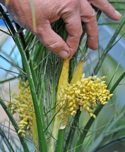 Die Phönixpalme hat eine Blüte.