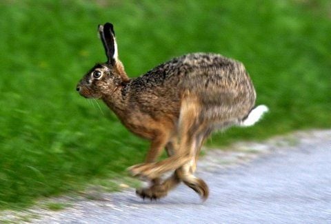 Im Streit um Hasenbilder auf der Schultafel hat das Amtsgericht Vechta am Dienstag die Klage einer Lehrerin abgewiesen. (FOTO: DPA)