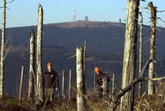 Gegenüber dem 1142 Meter hohen Brocken-Massiv stehen die Förster Gerhard Bendlin (l) und Michael Rudolf auf dem Wurmberg bei Braunlage an toten Fichtenstämmen (Archivfoto vom 11.11.2003). Der deutsche Wald ist nach Angaben von Forstexperten stärker geschädigt als je zuvor. (Foto: dpa)