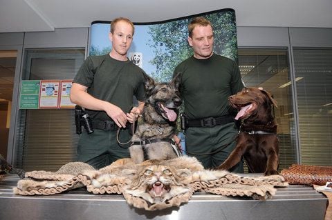 Zollobersekretär Tobias Gross (li.) mit Artenschutz-Spürhund Amy (6) und Kollege Guido Nickel (re.) mit Labrador Uno präsentieren exotische Fundstücke. (FOTO: DAPD)