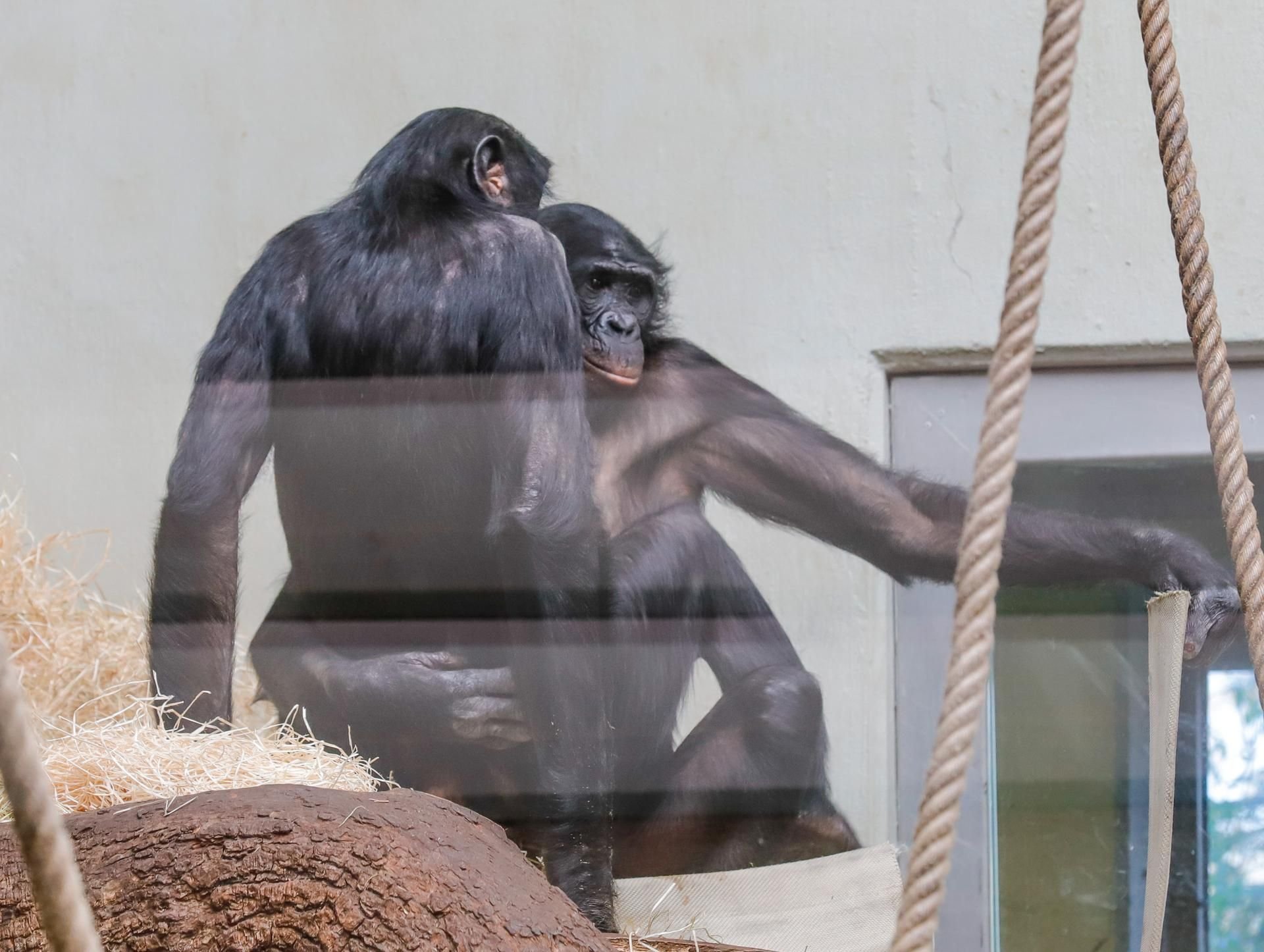 Bonobo Bili im Wuppertaler Zoo beim Sex mit Weibchen Muhdeblu.