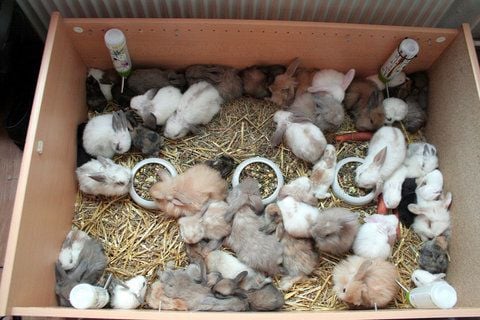 Kaninchen sitzen in einer Wohnung Berlin-Lichtenberg in einer Kiste. (FOTO: DAPD)