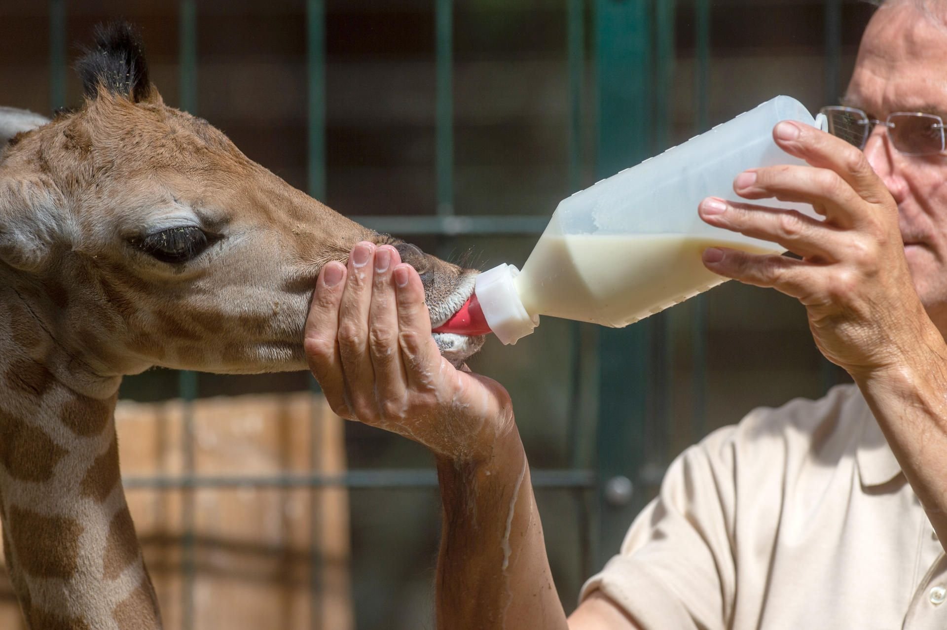 Michael Banse, Tierpfleger, gibt einem Rothschild-Giraffenkalb eine Flasche mit Ersatzmilch. Das Kalb war vor rund einer Woche völlig überraschend zur Welt gekommen. Niemand im Zoo hatte die Schwangerschaft von Mutter Shani bemerkt.