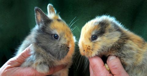 Das Hauskaninchen ohne Ohren (r.) und eines seiner fünf Geschwister werden im Tierpark Limbach-Oberfrohna präsentiert. Das Tier ohne Ohren wurde jetzt von einem Kameramann zerquetscht. (FOTO: DPA)