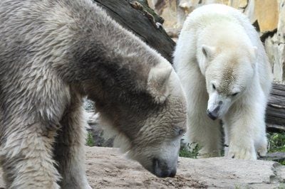 Die Eisbären Knut (l) und Gianna treffen in ihrem Freigehege im Zoo in Berlin zusammen. Zwischen Knut und Gianna ist das Eis gebrochen. (FOTO: DPA)
