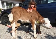 Die dreijährige Franziska Suttner steht in Hebertsfelden auf dem Hof der Familie Suttner neben dem Kalb «Lissy». Das Kalb, das am Mittwoch (10.10.07) auf die Welt kam, hat sechs Beine. (Foto: ddp)