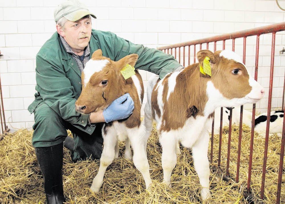 Tierpfleger Uwe Scheffel mit den Zwillingskälbchen.