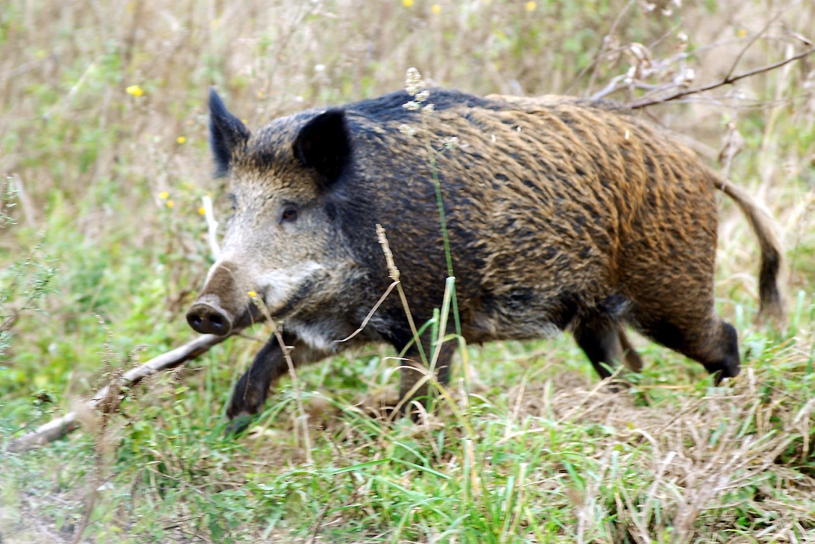 Ein Wildschwein in der Natur.
