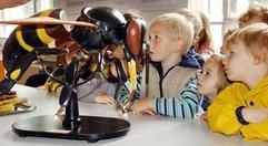 Die Kinder des evangelischen Kindergartens Berlin-Frohnau erhalten im Länderinstitut für Bienenkunde in Hohen Neuendorf (Oberhavel) Anschauungsunterricht an einem Bienen-Modell. (Foto: dpa)