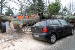 Feuerwehrleute versuchen am Samstag (20. Januar), einen riesige Baum in Harrislee (Kreis Schleswig-Flensburg) von einem Auto zu bergen. (Foto: dpa)