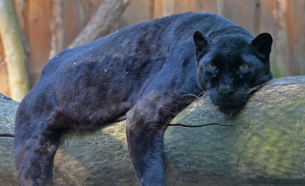 Cindy musste eingeschläfert werden. Der Zoo verliert damit auch ein Stück Geschichte.